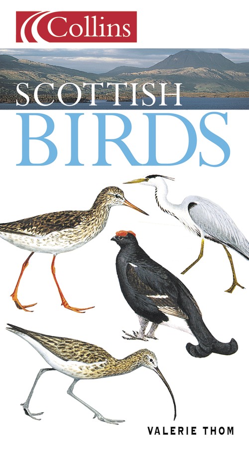 Scottish Birds