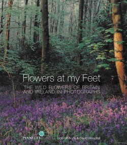 Flowers at My Feet