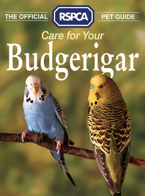 Care for your Budgerigar