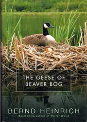 The Geese of Beaver Bog