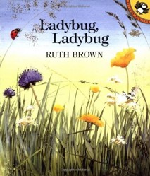 Brown Ruth : Ladybug, Ladybug (Pbk)