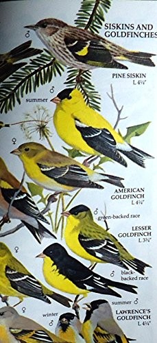 Birds of North America