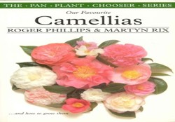 Camellias