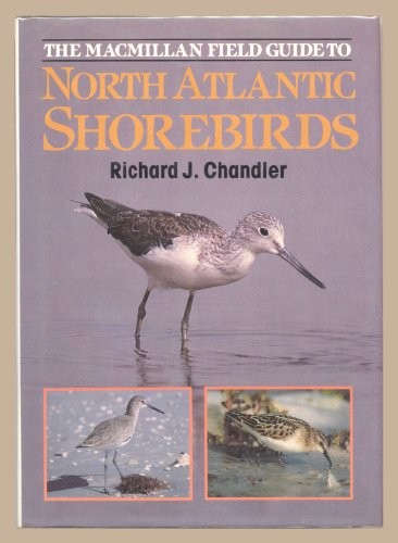 North Atlantic Shore Birds