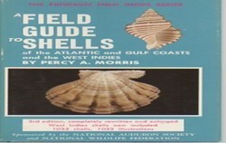 Field Guide to Shells of the Atlantic