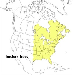 A Peterson Field Guide To Eastern Trees, A
