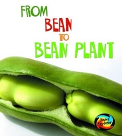 From Bean to Bean Plant