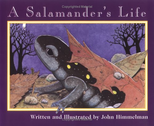 A Salamander's Life