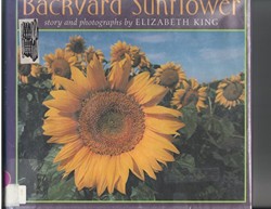 King Elizabeth : Backyard Sunflower (HB)