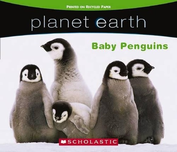 Planet Earth: Baby Penguins