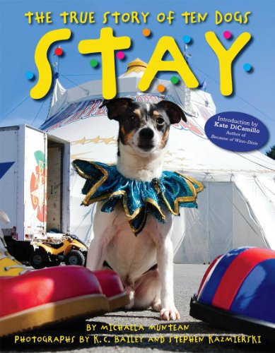 The Stay