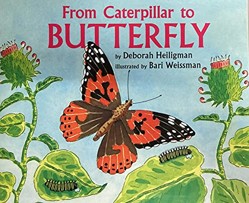 From Caterpillar to Butterfly