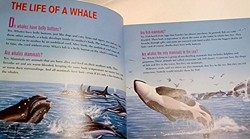 Do Whales Have Belly Buttons?