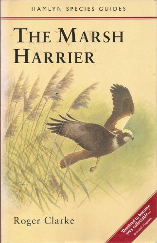 The Marsh Harrier