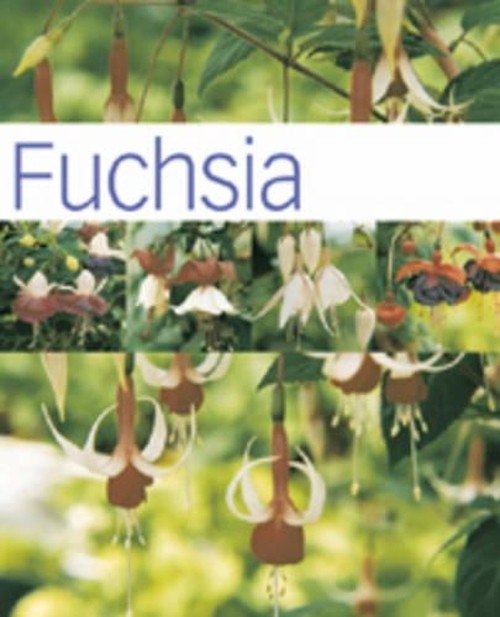Fuchsia