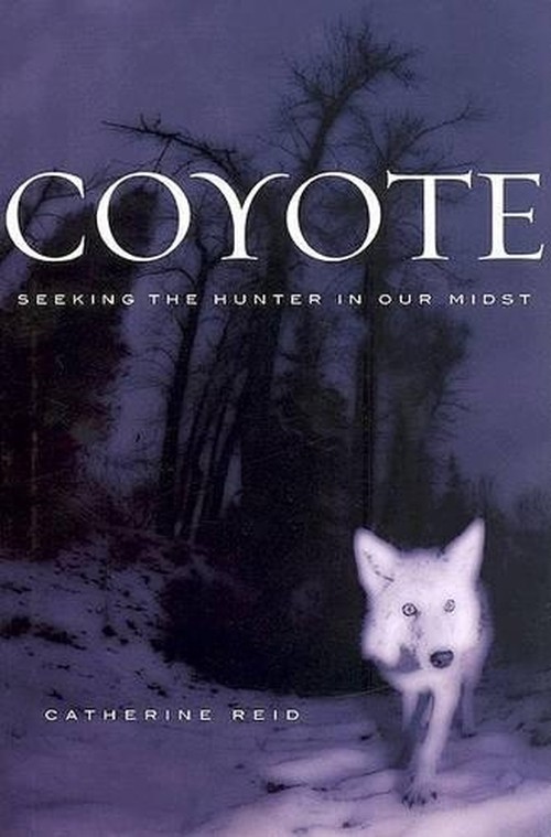 Coyote