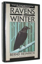 Ravens in Winter