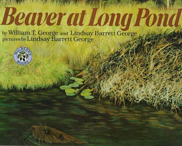 Beaver at Long Pond