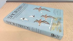 Shore Birds