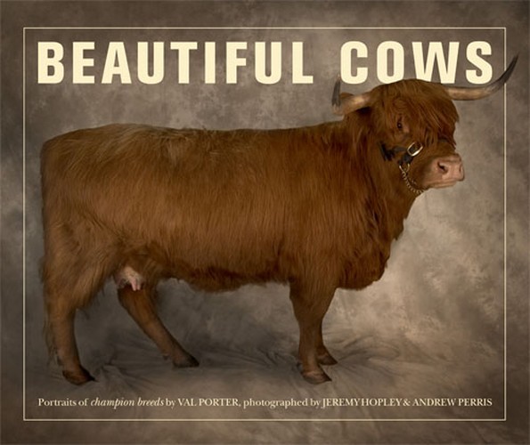 Beautiful Cows