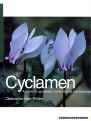 CYCLAMEN