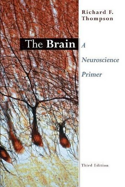 The Brain