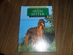 The Irish Setter