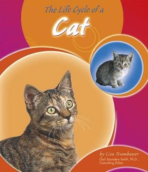 The Life Cycle of a Cat