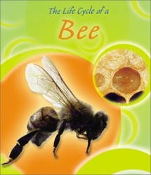 The Life Cycle of a Bee