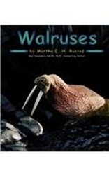 Walruses