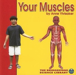 Your Muscles