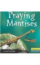 Praying Mantises