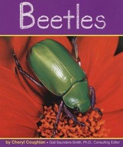 Beetles