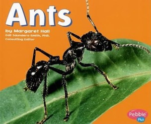 Ants