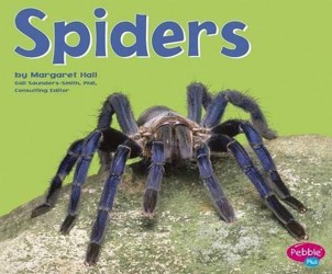 Spiders
