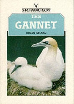 The Gannet