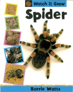 Spider