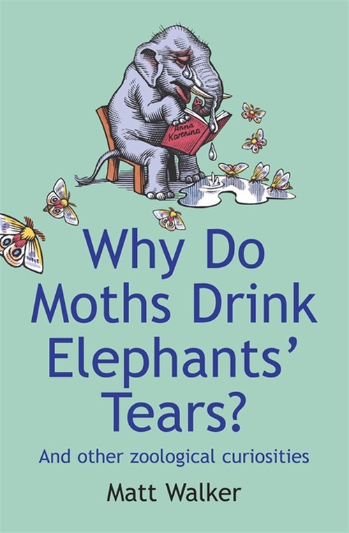 Why Do Moths Drink Elephants' Tears?