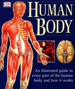 Human Body