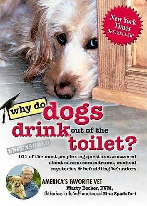 Why Do Dogs Drink Out of the Toilet?