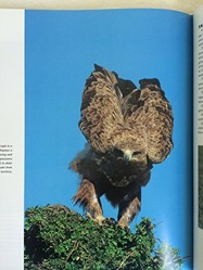 Birds of Prey