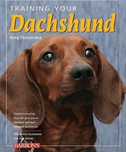 Training Your Dachshund