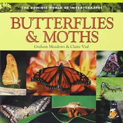 Butterflies & Moths