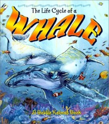 The Life Cycle of the Whale