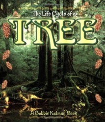 The Life Cycle of the Tree