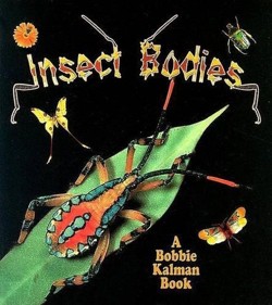 Insect Bodies