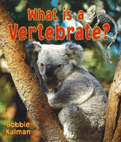 What is a Vertebrate?