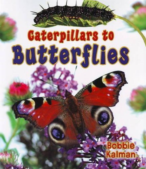 Caterpillars to Butterflys