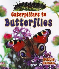 Caterpillars to Butterflys