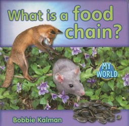 What is a food chain?